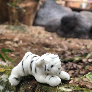 B27XGI000010 - Lying White Tiger 11